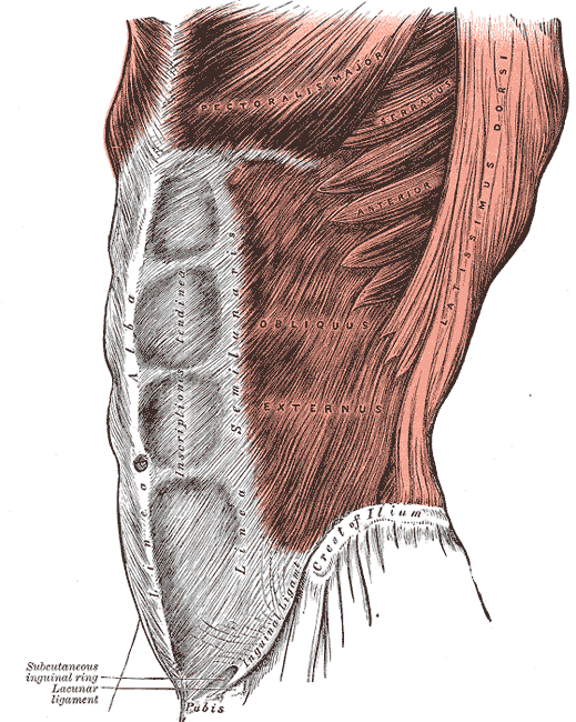 abdominal 2 (GRAY)
