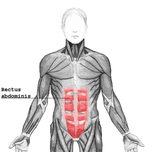 The Abdominal Wall and Attraction to Potential Partners