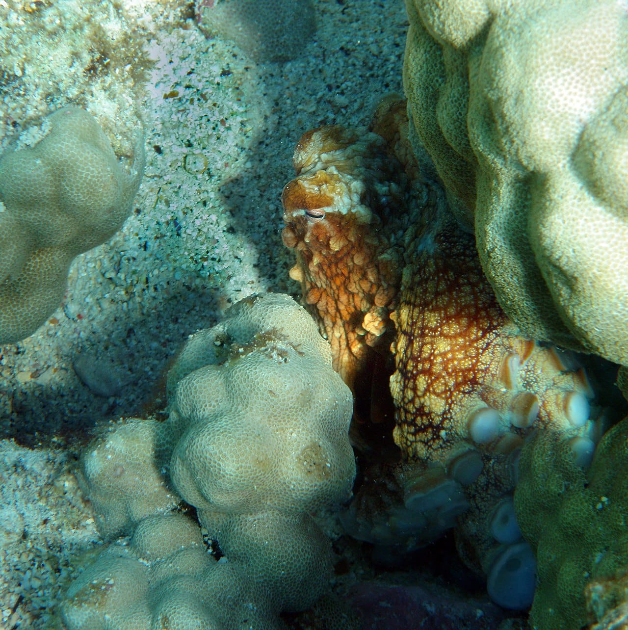 Seeing Two Octopi at Hanauma Bay Nature Preserve
