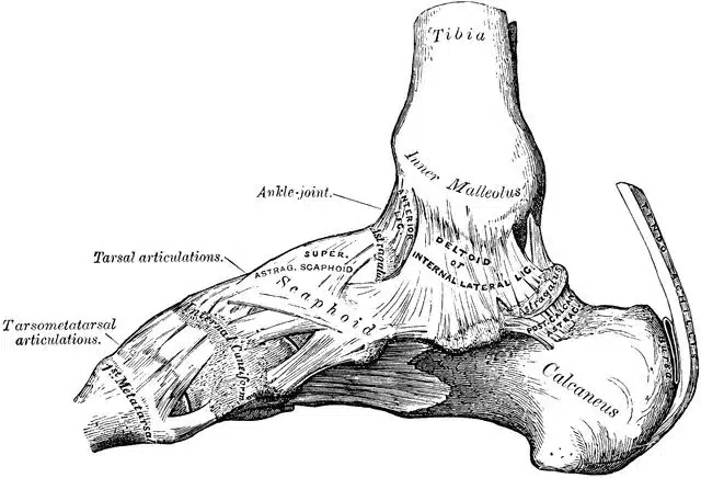ankle bones (Gray's Anatomy)