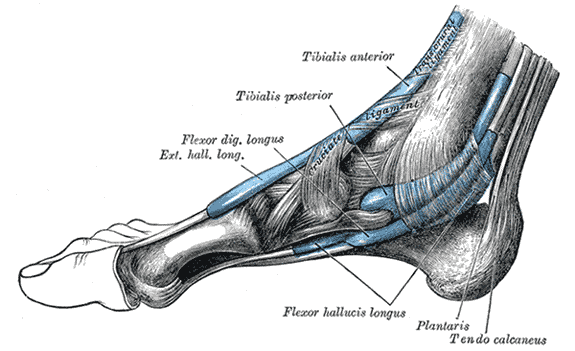 ankle ligaments (Gray's Anatomy)