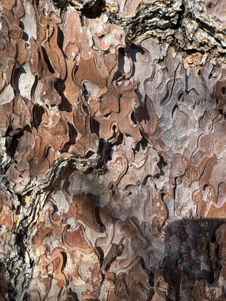 Bark from Tahoe National Forest